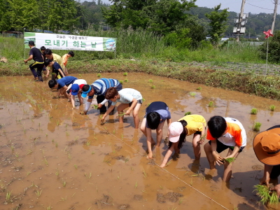 오류고등학교 옆 부지 120평, 농촌 체험 학습장-모내기 체험-